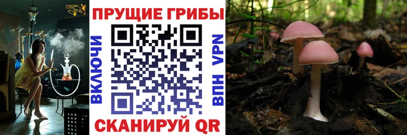 MEGA ССЫЛКА  Сысерть  Псилоцибиновые грибы мицелий 